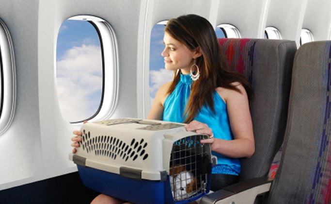 Правила перевозки животных самолетом