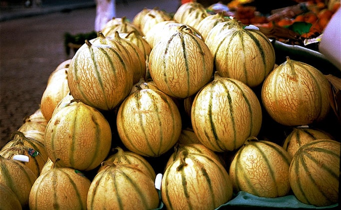 Дыни сорта Кавайон (Melon de Cavaillon)