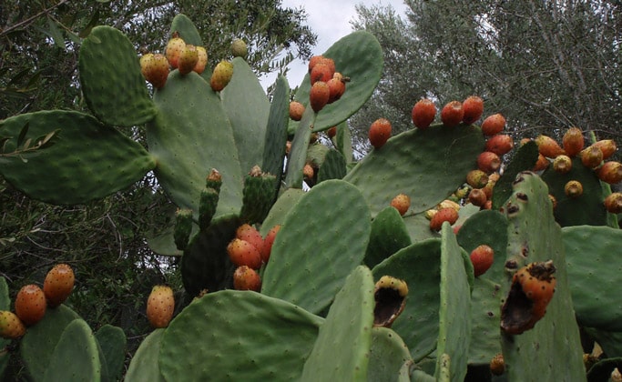 Экзотический корсиканский фрукт barbary figs