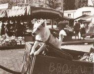 Продажа щенков на блошином рынке (1947 год)